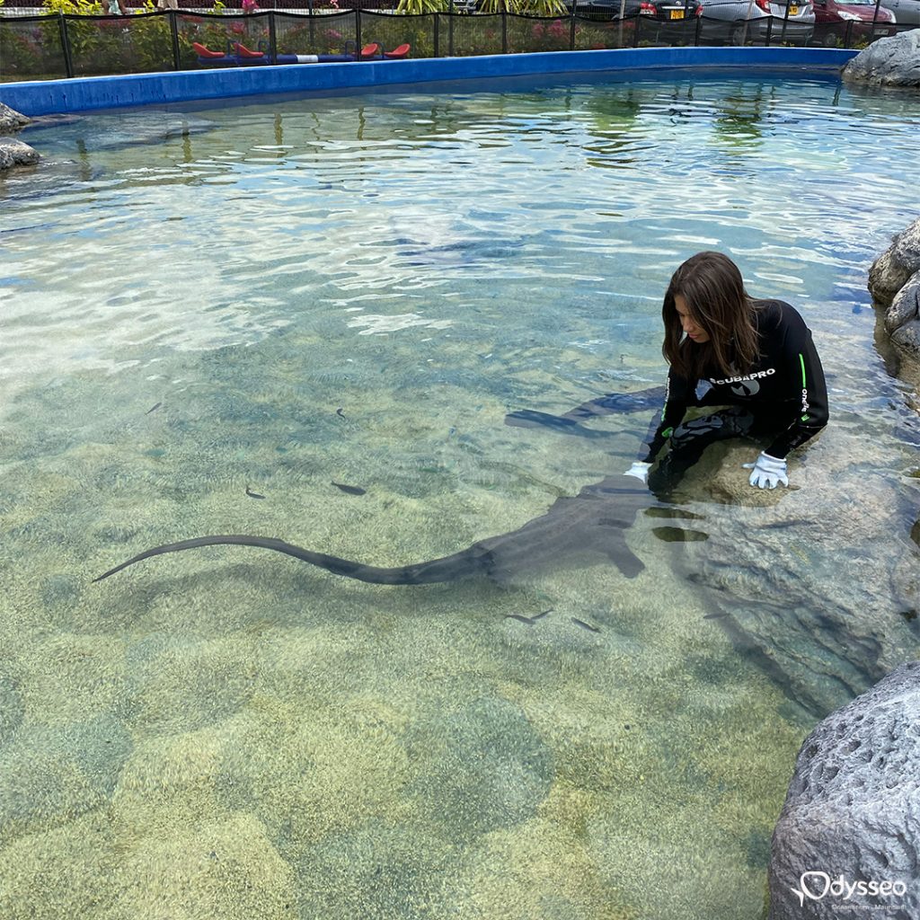 Encounter with shark mauritius