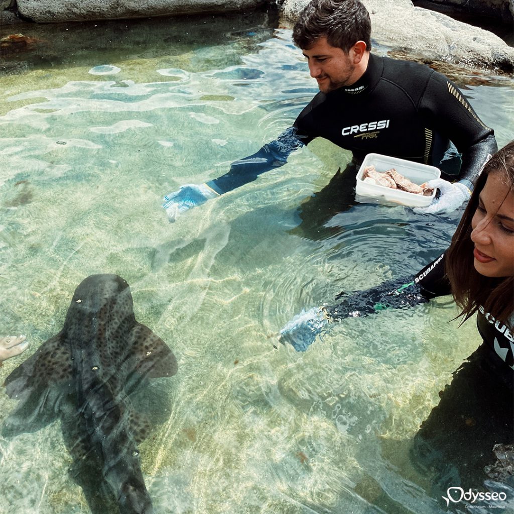 Sharks in mauritius