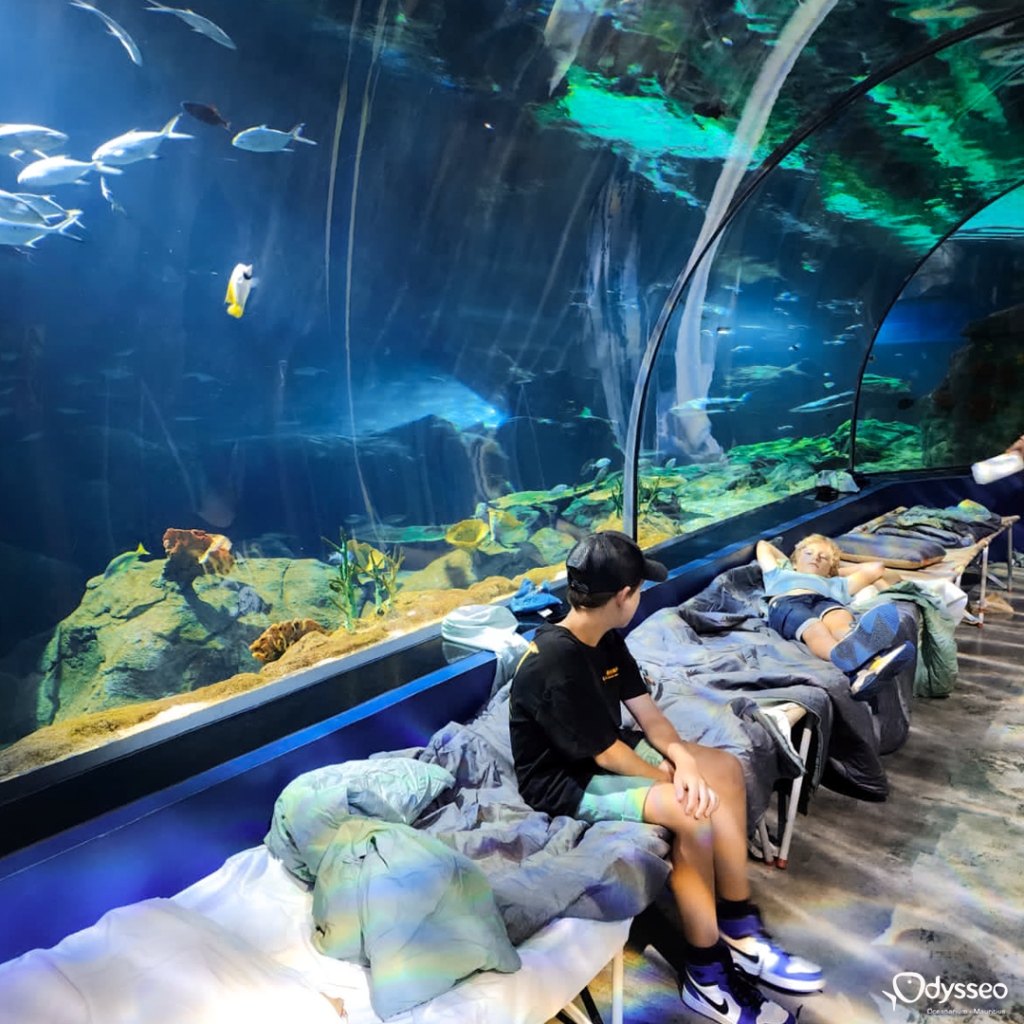 Sleep with the sharks at Odysseo