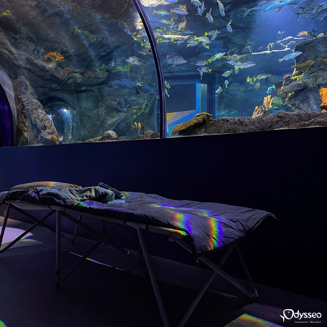 Sleep with the Sharks
