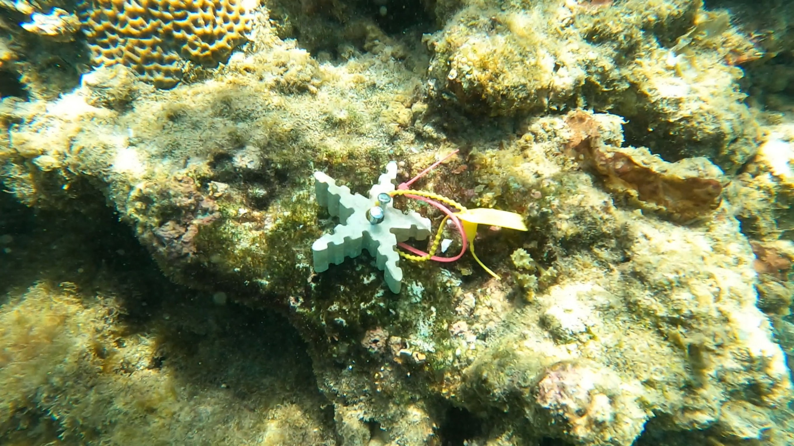 Corail 2
