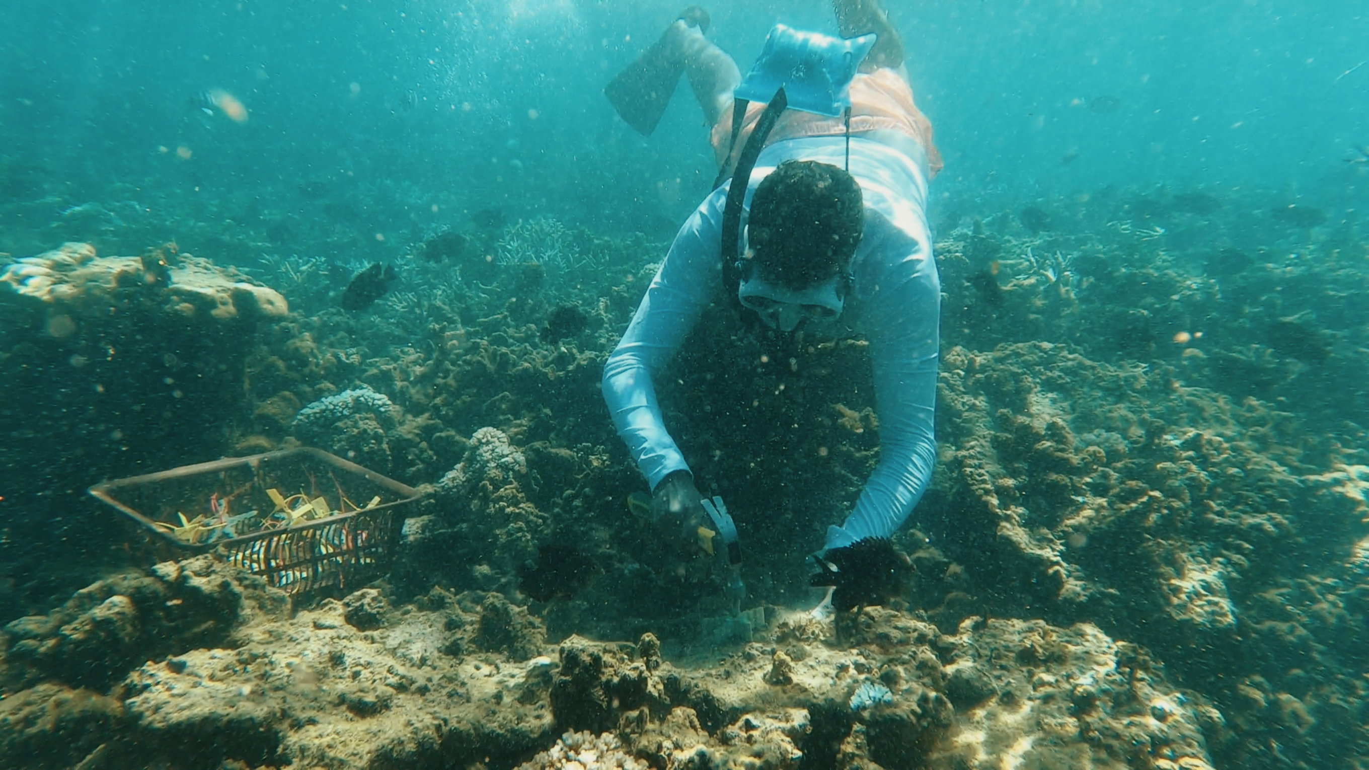 Corail 3